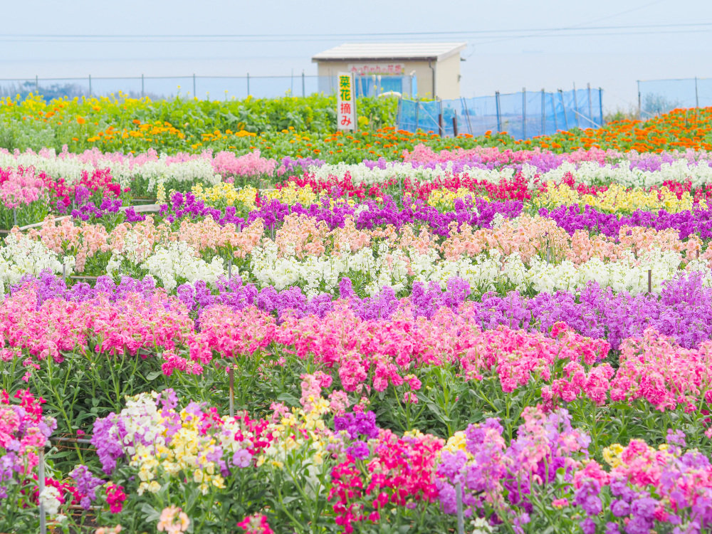 鋸山地獄のぞき、海の幸とお花摘み