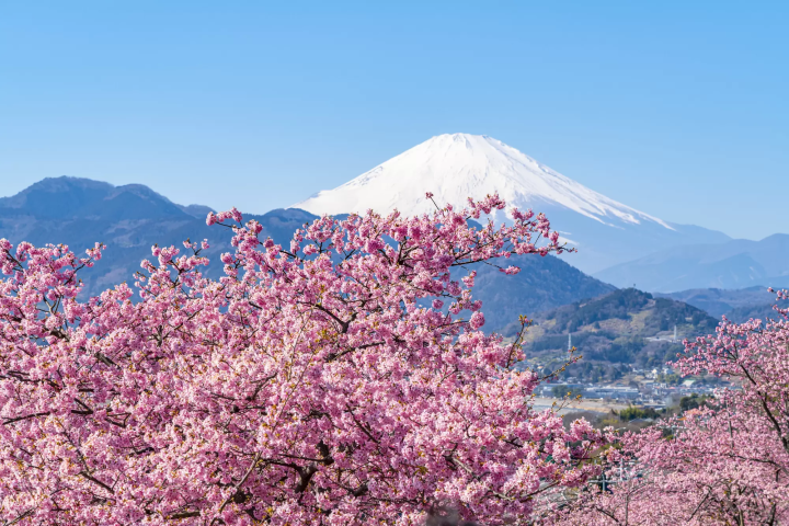 まつだ桜まつりと湯河原・梅の宴