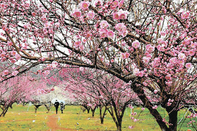 秋間の梅林とこんにゃくパーク、下仁田葱とすきやき