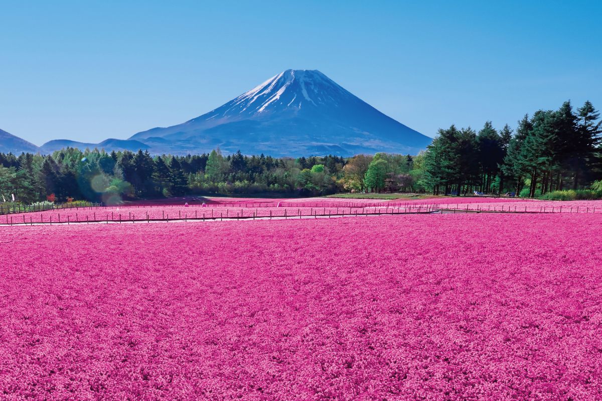 富士本栖リゾート芝桜まつりと花の都公園