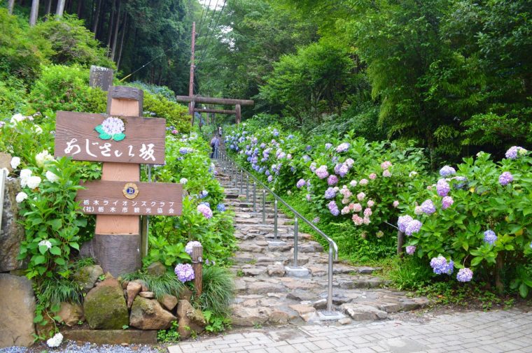 大平山あじさいまつりと蔵の街栃木と野菜が主役のとらっせバイキング