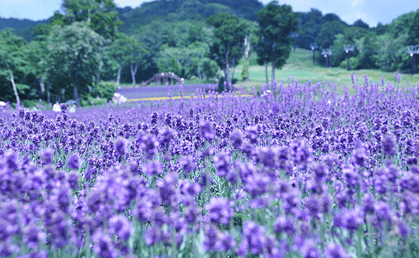 玉原ラベンダーパークと桃狩り（お土産2個付！）と野菜の詰め放題！